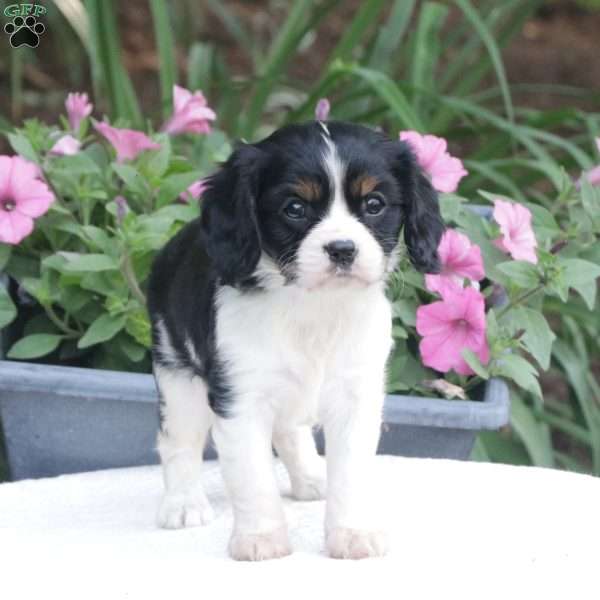 Beth, Cavalier King Charles Spaniel Puppy